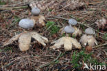 Grote aardster (Geastrum pectinatum)