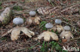 Grote aardster (Geastrum pectinatum)