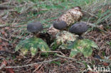 Geastrum pectinatum