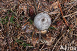 Grote aardster (Geastrum pectinatum)