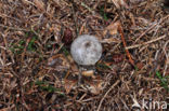 Grote aardster (Geastrum pectinatum)