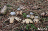 Grote aardster (Geastrum pectinatum)