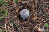 Grote aardster (Geastrum pectinatum)