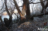 Eurasian beaver (Castor fiber)