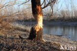 Europese bever (Castor fiber)