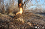 Eurasian beaver (Castor fiber)