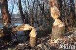 Eurasian beaver (Castor fiber)