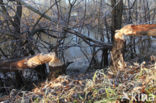 Eurasian beaver (Castor fiber)