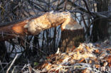 Eurasian beaver (Castor fiber)