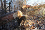 Eurasian beaver (Castor fiber)