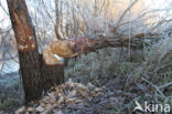 Eurasian beaver (Castor fiber)