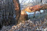 Eurasian beaver (Castor fiber)