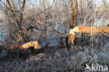 Eurasian beaver (Castor fiber)