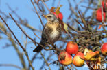 Kramsvogel (Turdus pilaris)