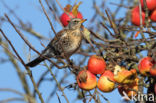 Kramsvogel (Turdus pilaris)