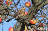 Kramsvogel (Turdus pilaris)