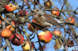Kramsvogel (Turdus pilaris)