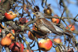 Kramsvogel (Turdus pilaris)