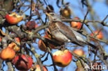 Kramsvogel (Turdus pilaris)