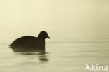 Common Coot (Fulica atra)