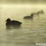 Meerkoet (Fulica atra)