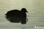 Meerkoet (Fulica atra)