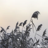 Riet (Phragmites australis)