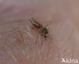 northern house mosquito (Culex pipiens)