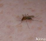 northern house mosquito (Culex pipiens)