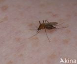 northern house mosquito (Culex pipiens)