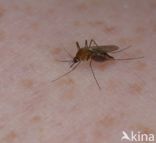 northern house mosquito (Culex pipiens)