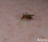 Steekmug (Culex pipiens)