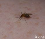 northern house mosquito (Culex pipiens)