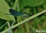 Beautiful Demoiselle (Calopteryx virgo)