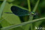 Beautiful Demoiselle (Calopteryx virgo)