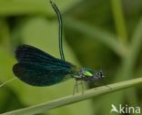 Beautiful Demoiselle (Calopteryx virgo)