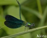 Bosbeekjuffer (Calopteryx virgo)