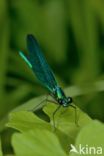 Beautiful Demoiselle (Calopteryx virgo)