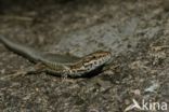 Wall Lizard (Podarcis muralis)