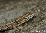 Wall Lizard (Podarcis muralis)