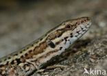 Wall Lizard (Podarcis muralis)