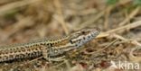 Wall Lizard (Podarcis muralis)