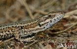 Wall Lizard (Podarcis muralis)