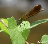 Beautiful Demoiselle (Calopteryx virgo)