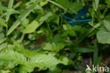 Beautiful Demoiselle (Calopteryx virgo)