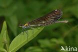 Bosbeekjuffer (Calopteryx virgo)