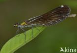 Bosbeekjuffer (Calopteryx virgo)