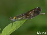 Bosbeekjuffer (Calopteryx virgo)