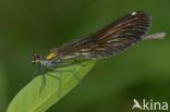 Beautiful Demoiselle (Calopteryx virgo)