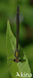 Beautiful Demoiselle (Calopteryx virgo)